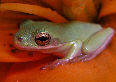 Treefrog57T.jpg"