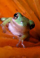 Treefrog58T.jpg"