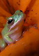 Treefrog59T.jpg"