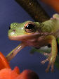 Treefrog5T.jpg"