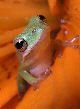 Treefrog60T.jpg"