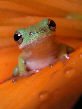 Treefrog61T.jpg"