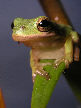 Treefrog62T.jpg"