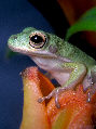 Treefrog63T.jpg"