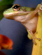 Treefrog64T.jpg"