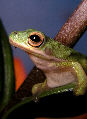 Treefrog65T.jpg"