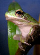 Treefrog66T.jpg"