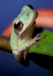 Treefrog67T.jpg"