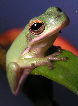 Treefrog68T.jpg"