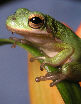 Treefrog69T.jpg"