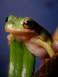 Treefrog6T.jpg"