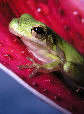 Treefrog70T.jpg"