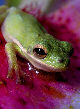 Treefrog72T.jpg"