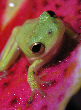 Treefrog73T.jpg"