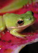 Treefrog74T.jpg"