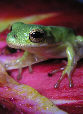 Treefrog75T.jpg"