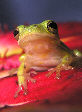 Treefrog76T.jpg"