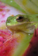 Treefrog77T.jpg"