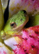 Treefrog78T.jpg"