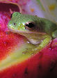 Treefrog79T.jpg"