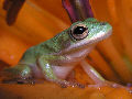 Treefrog7T.jpg"