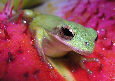 Treefrog80T.jpg"