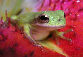 Treefrog81T.jpg"