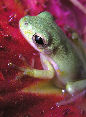 Treefrog82T.jpg"