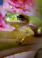 Treefrog83T.jpg"