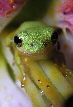 Treefrog84T.jpg"