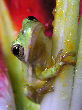 Treefrog85T.jpg"