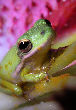 Treefrog87T.jpg"