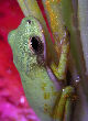 Treefrog88T.jpg"