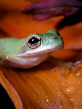 Treefrog8T.jpg"