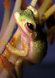 Treefrog90T.jpg"