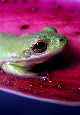 Treefrog91T.jpg"