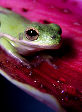 Treefrog92T.jpg"