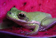 Treefrog93T.jpg"