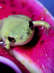 Treefrog94T.jpg"