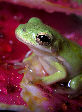 Treefrog95T.jpg"