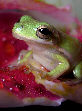 Treefrog96T.jpg"