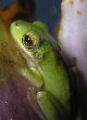 Treefrog97T.jpg"