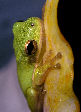 Treefrog98T.jpg"