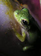 Treefrog99T.jpg"