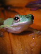 Treefrog9T.jpg"