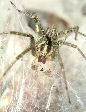 Tunnelspider10T.jpg"