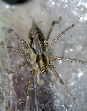 Tunnelspider11T.jpg"