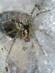 Tunnelspider12T.jpg"