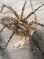 Tunnelspider15T.jpg"