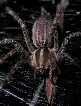 Tunnelspider1T.jpg"